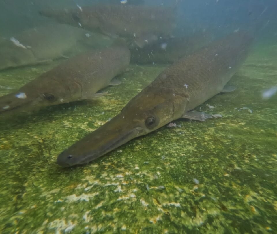 علماء كوبيون يحاولون إنقاذ سلالة أسماك موجودة منذ 150 مليون سنة