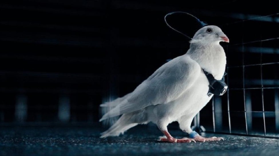 روسيا تبتكر نظام مراقبة ذكية للمنشآت عبر دماغ الطيور