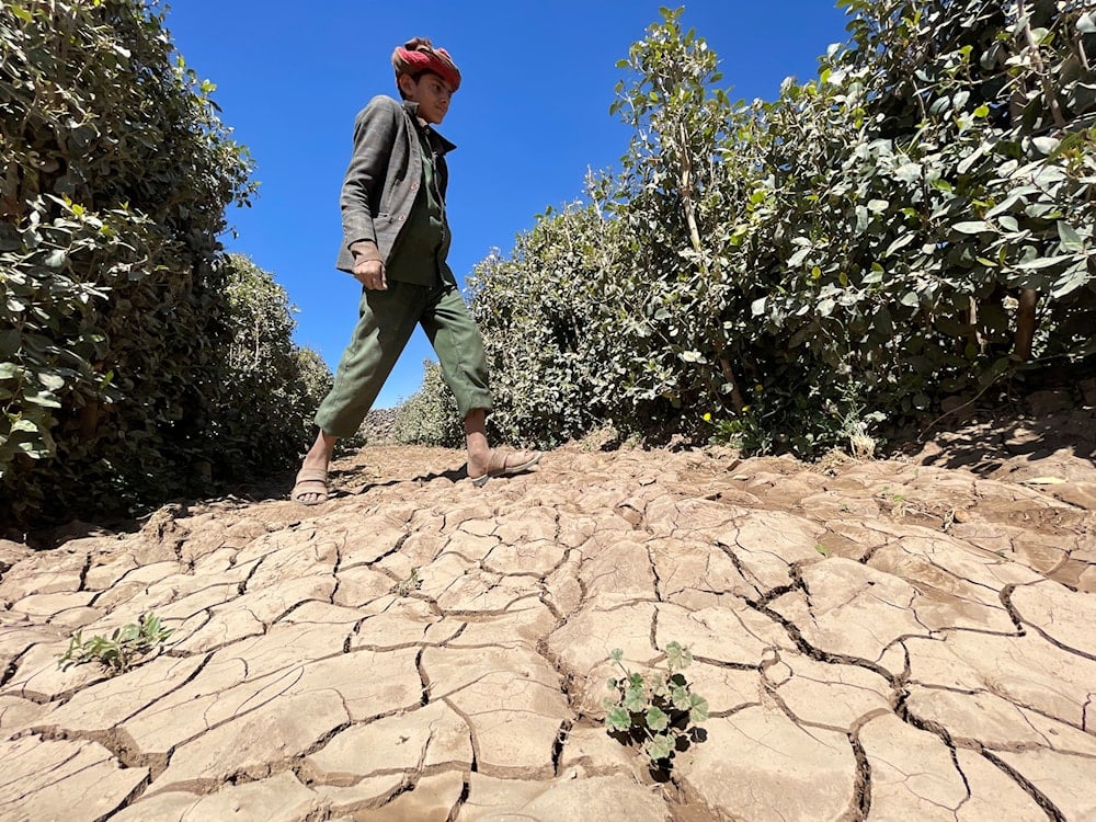الموطن الأصلي لشجرة القات هو الحبشة