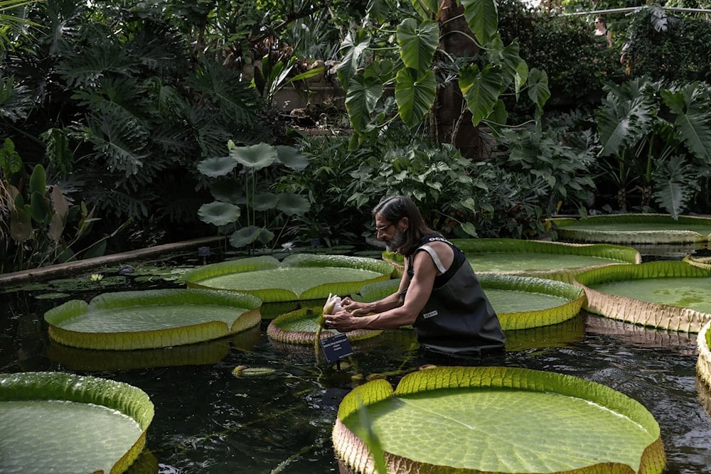 كارلوس ماجدالينا يفحص زنبقة ماء أمازونية عملاقة في حديقة أميرة ويلز النباتية الملكية في كيو، لندن. الصورة: (أندريا دي سينزو،  نيويورك تايمز)