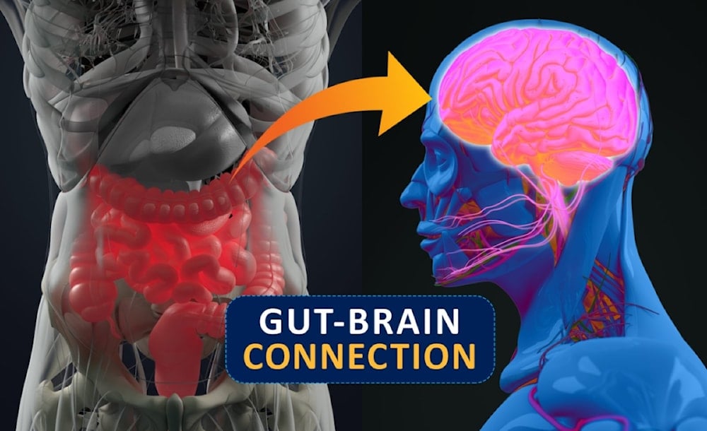 يوجد خلايا عصبية تفرز مادة 