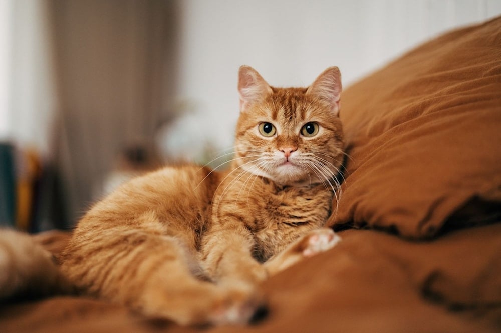 تحليل الحمض النووي يكشف أصل القطط المنزلية في أوروبا