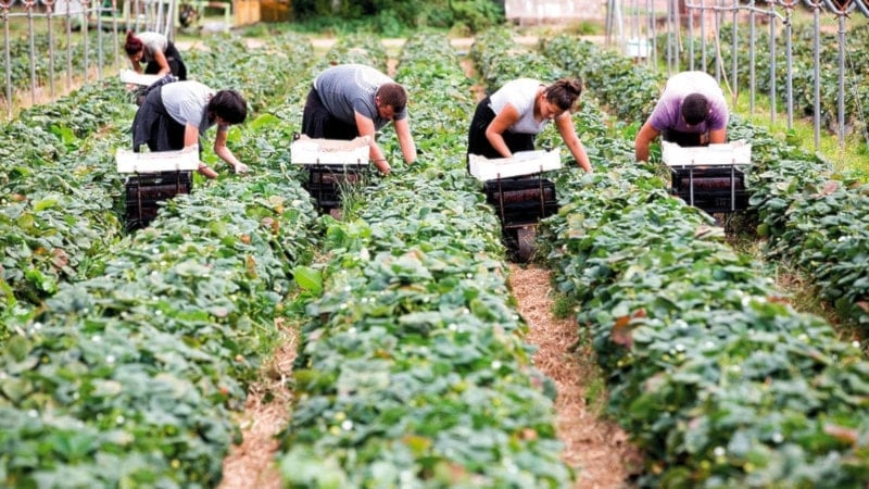 تقرير: ثلث المزارعين البريطانيين بلا أرباح بعد 