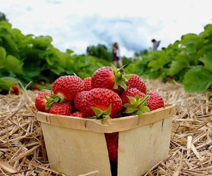 الفراولة لذيذة.. ولكن!