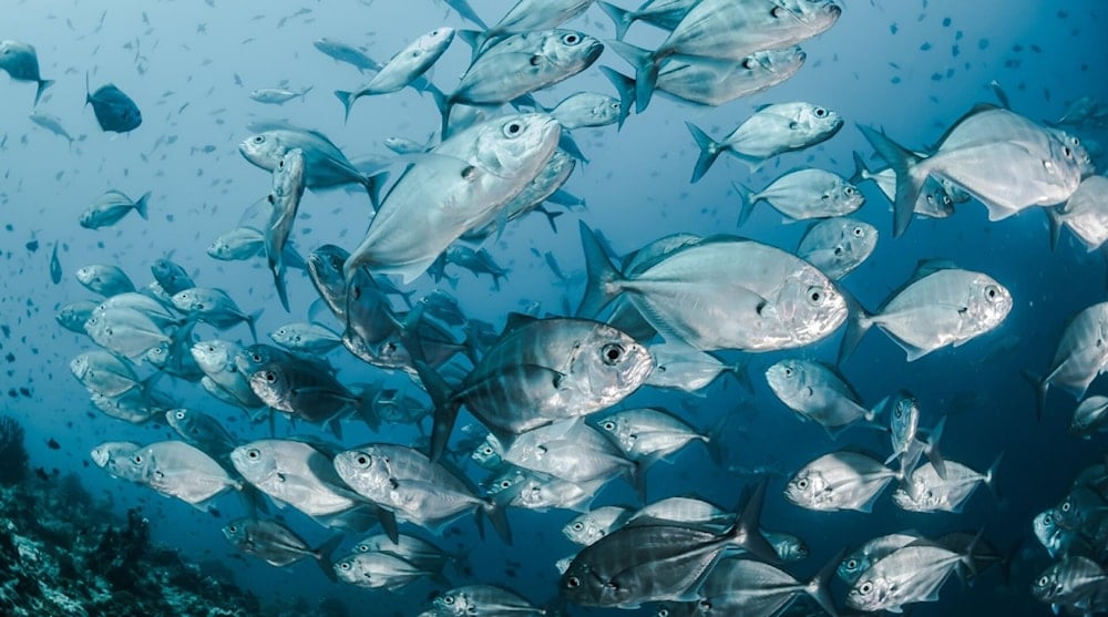 روسيا تطور أغلفة من بلاستيك حيوي قابلة للتحلل ذاتياً صديقة للبيئة