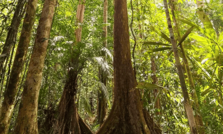 دراسة: غابات أفريقيا تتحول إلى مصدر للانبعاثات