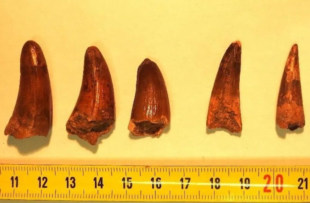 قد تكون من المغرب.. فرنسا تصادر أسنان ديناصورات