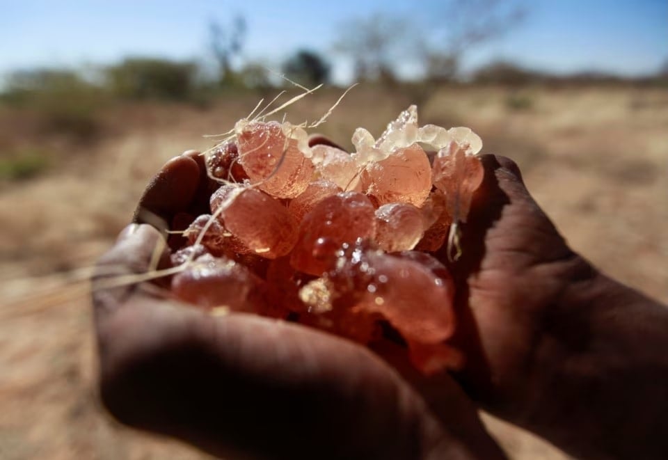 مزارع يحمل صمغاً عربياً من شجرة أكاسيا في مدينة النهود بولاية شمال كردفان في غرب السودان (رويترز)