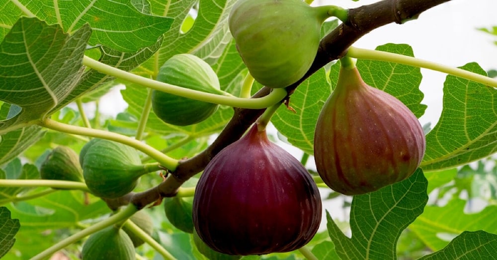 التين ثمرة كالدمعة