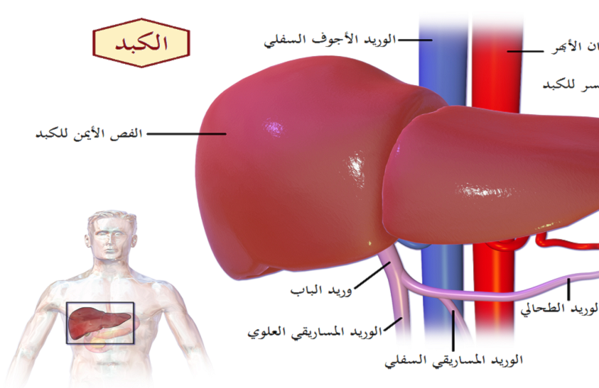 روسيا تبتكر نموذجاً للتنبؤ بتخلص الجسم من الأدوية في حالة أمراض الكبد