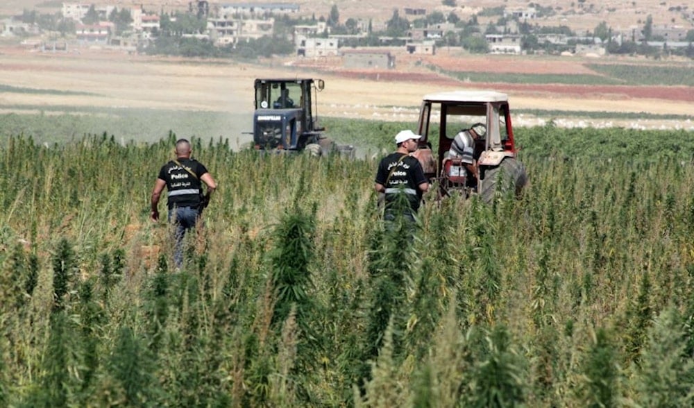 يشهد العالم تحولًا جذريًا في مقاربة زراعة القنّب الهندي.