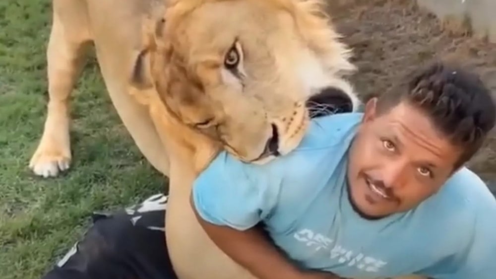 ليبي يطلق أسده على عامل مصري لديه بهدف التسلية والمزاح في مشهد صادم