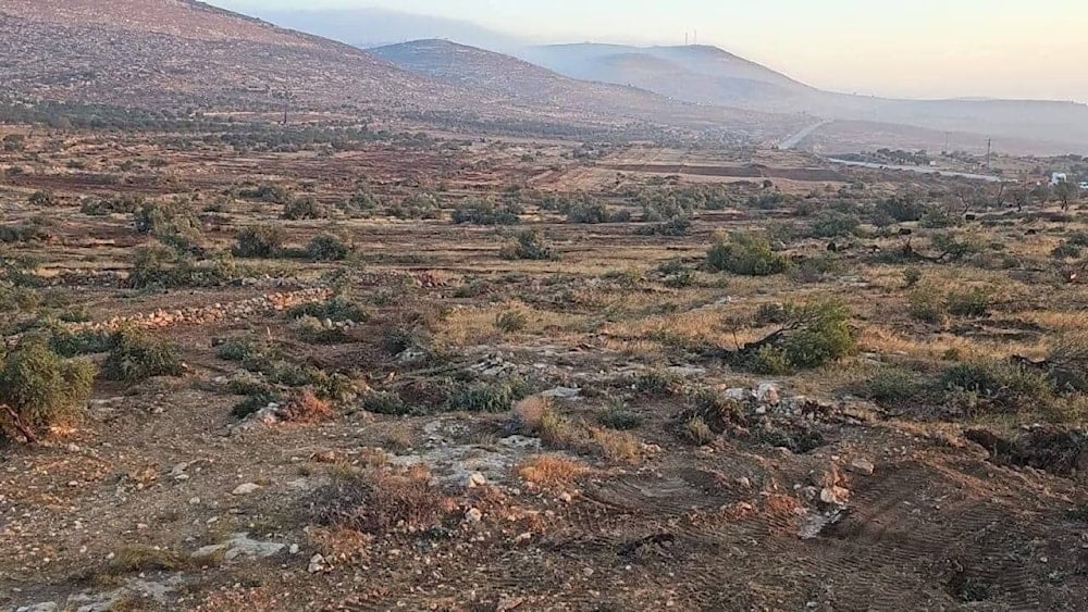 الاحتلال يقتلع مئات أشجار الزيتون في سهل قرية المغير شمال شرق رام الله خلال العدوان المتواصل (متداول)