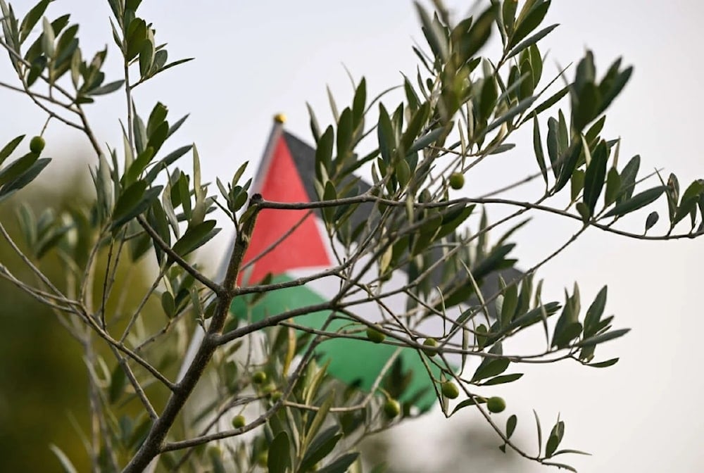 أشجار الزيتون تربط الفلسطينيين بوطنهم و
