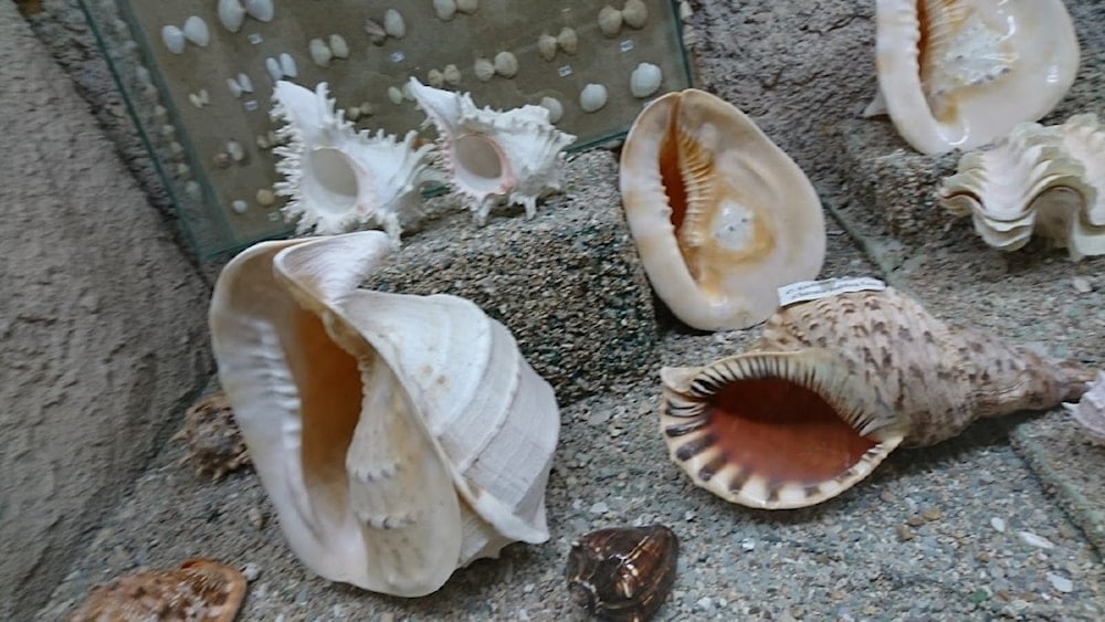 أصداف نادرة