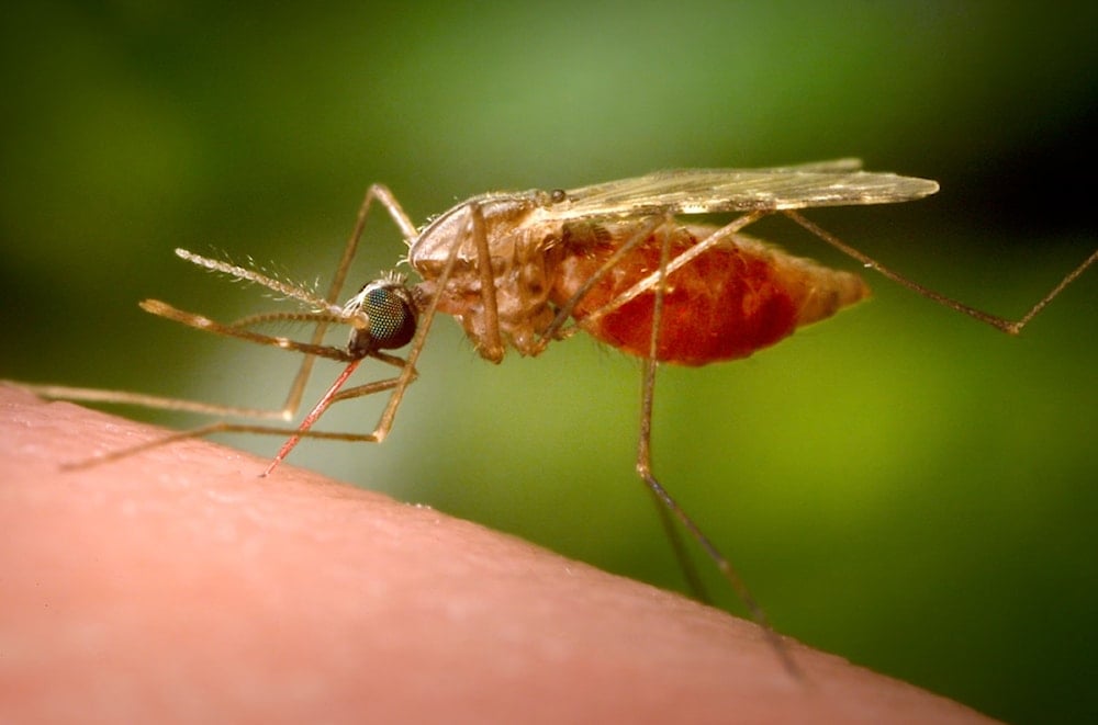ينتشر فيروس شيكونغونيا عن طريق البعوض (CDC)