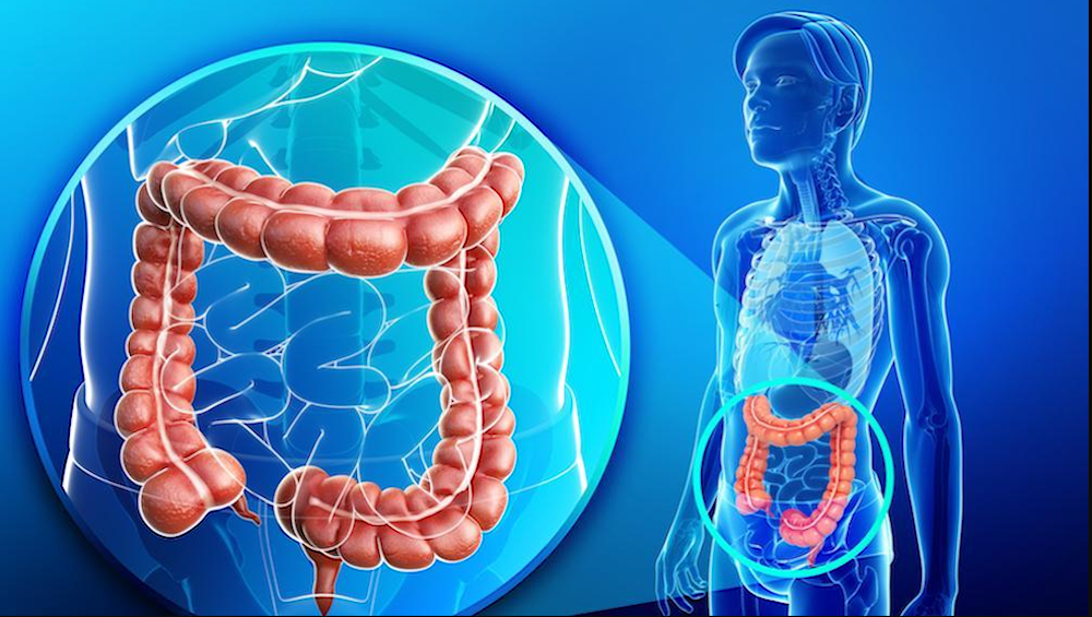 7 حقائق مدهشة عن الأمعاء 