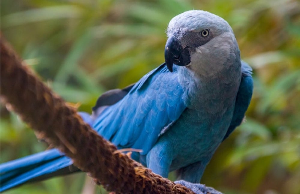 Spix's Macaw. Photo by Danny Ye, Shutterstock