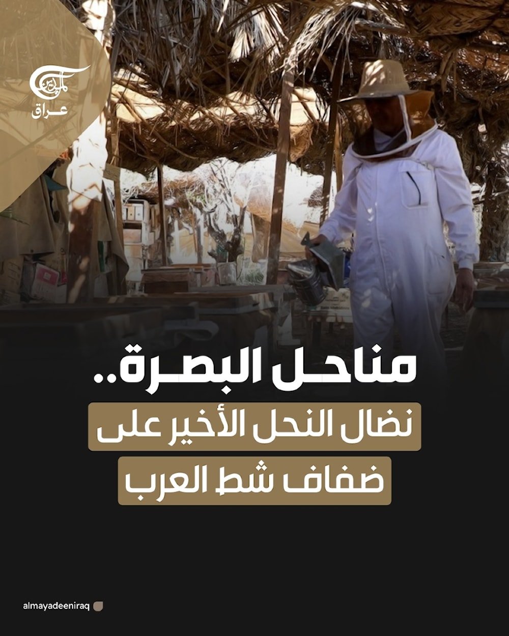 في أحضان شط العرب، تكافح مناحل البصرة للبقاء رغم الجفاف والملوحة