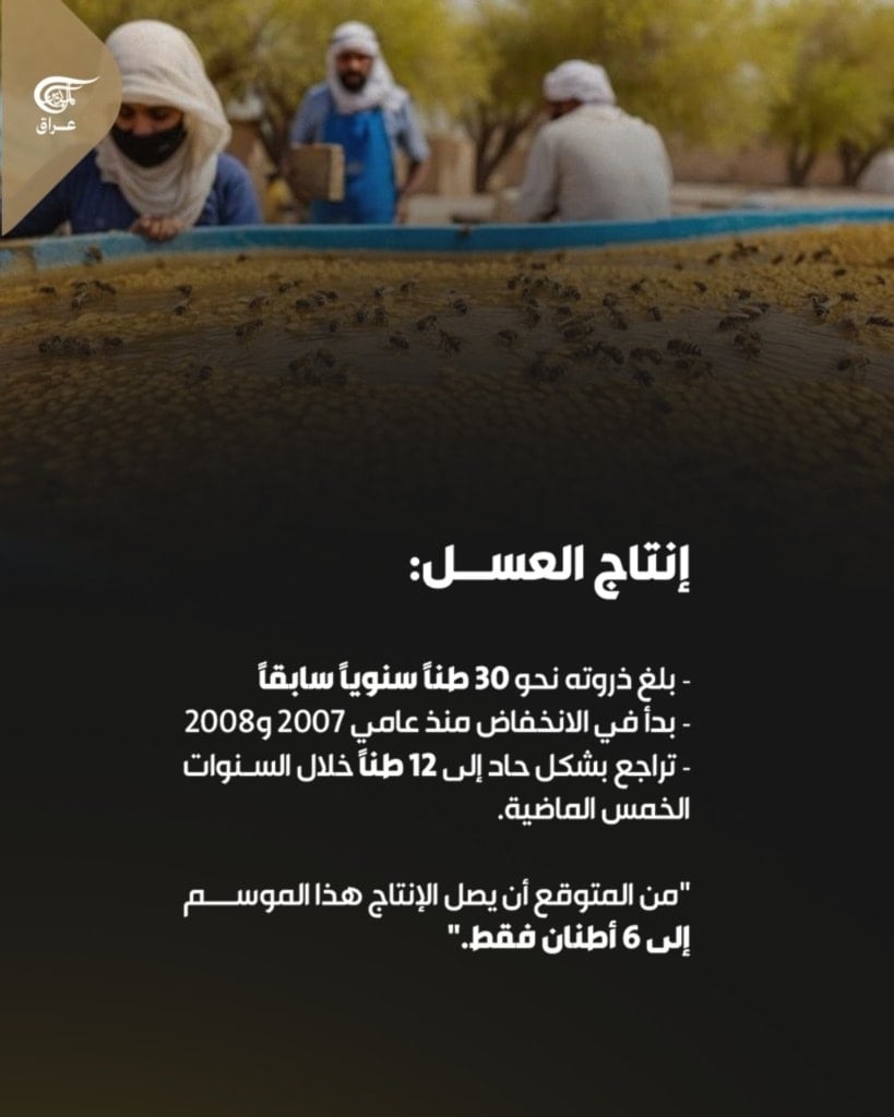 في أحضان شط العرب، تكافح مناحل البصرة للبقاء رغم الجفاف والملوحة